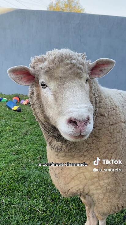 A tutora já sabe o que ela quer quando o animak emite o som de bé.