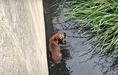 Boxy não confiava mais nos humanos.