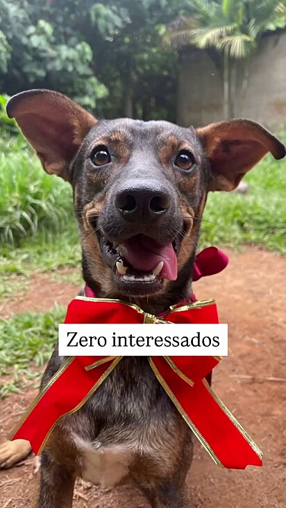 Ninguém se interessou pela Jolie.