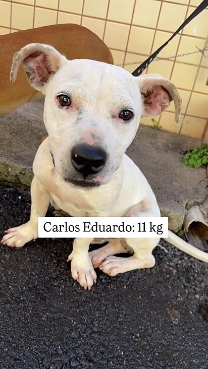Carlos Eduardo segue na ONG.