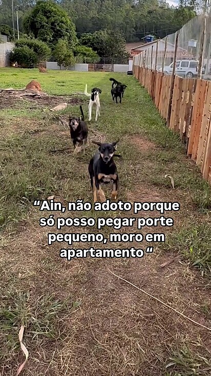 Cães de 10kg seguem sem lar.