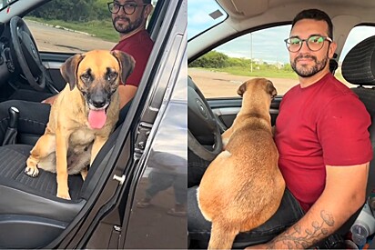 Mulher vai comemorar o aniversário na praia e vira-lata caramelo que vivia no local força a adoção.