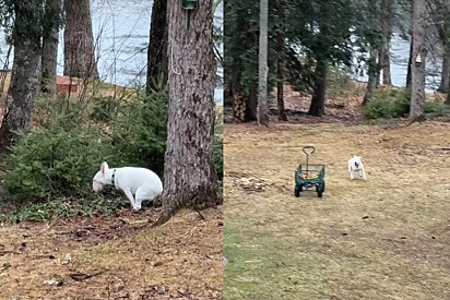 Trovão cai enquanto cachorro bull terrier fazia o nº 2 - o que acontece a seguir faz todo mundo rir.