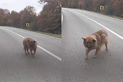 Cachorro abandonado vê carro se aproximando, o segue e convence motorista a parar
