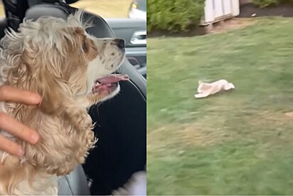 Cachorro adotado explode de alegria ao ver quintal gigante para correr.