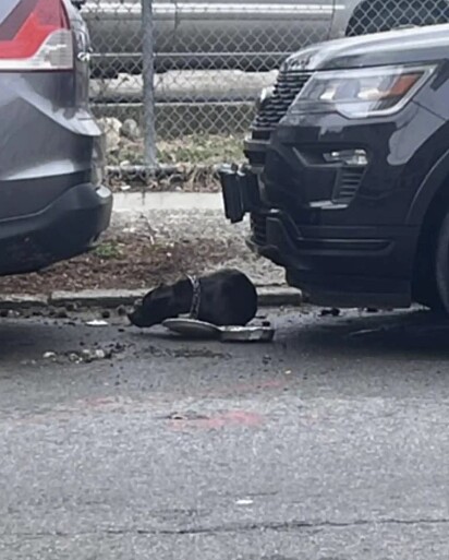 A cachorrinha foi encontrada abandonada e acorrentada a um poste.