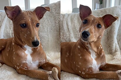 Cachorro adotado de abrigo que parece o Bambi da vida real deixa todo mundo apaixonado por ele